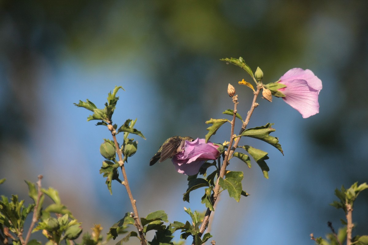 Ruby-throated Hummingbird - ML647060658