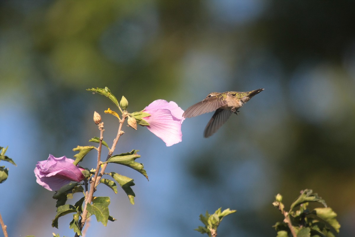 Ruby-throated Hummingbird - ML647060659