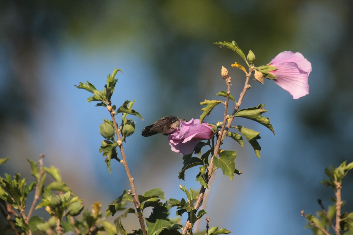 Ruby-throated Hummingbird - ML647060660