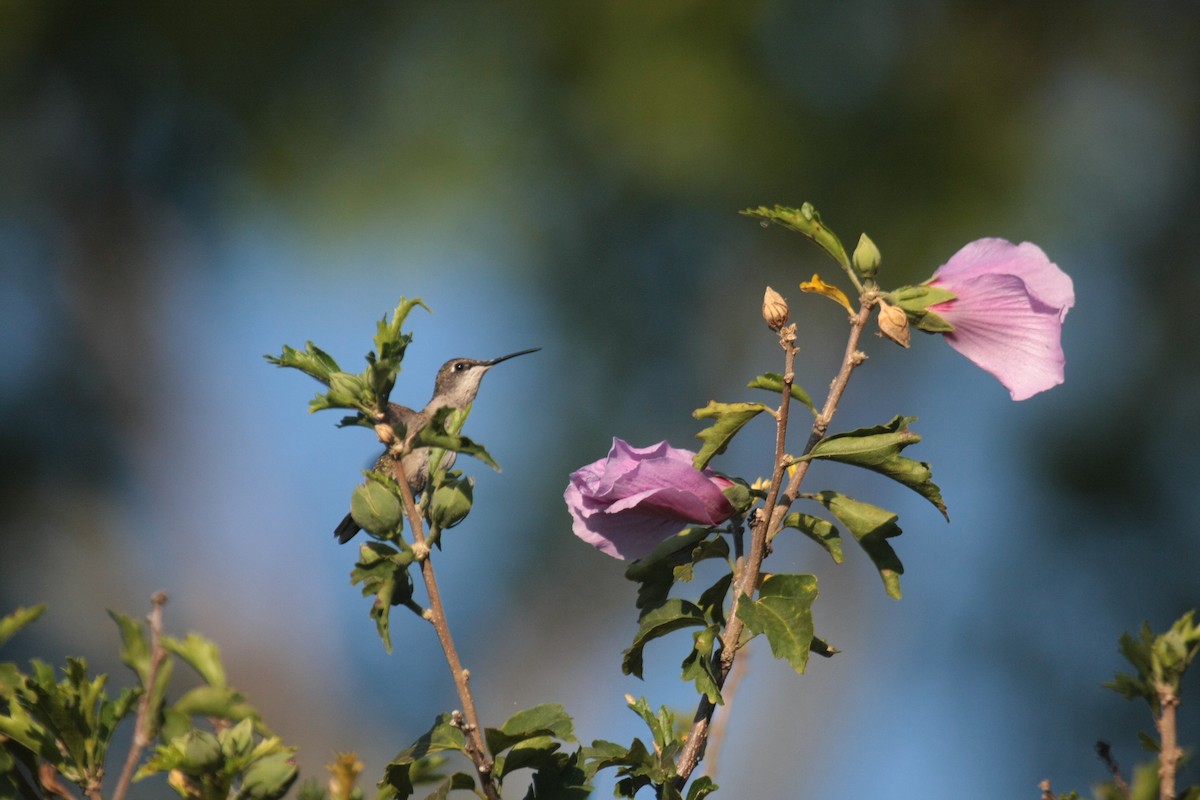 Ruby-throated Hummingbird - ML647060661