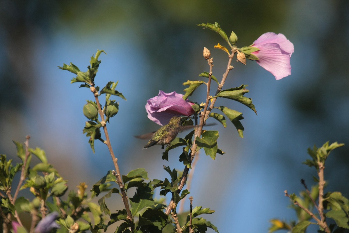 Ruby-throated Hummingbird - ML647060662