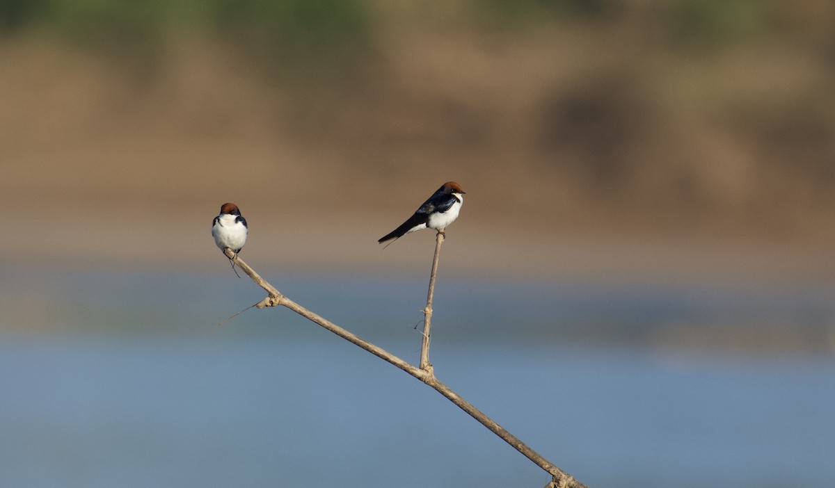 Wire-tailed Swallow - ML647060664