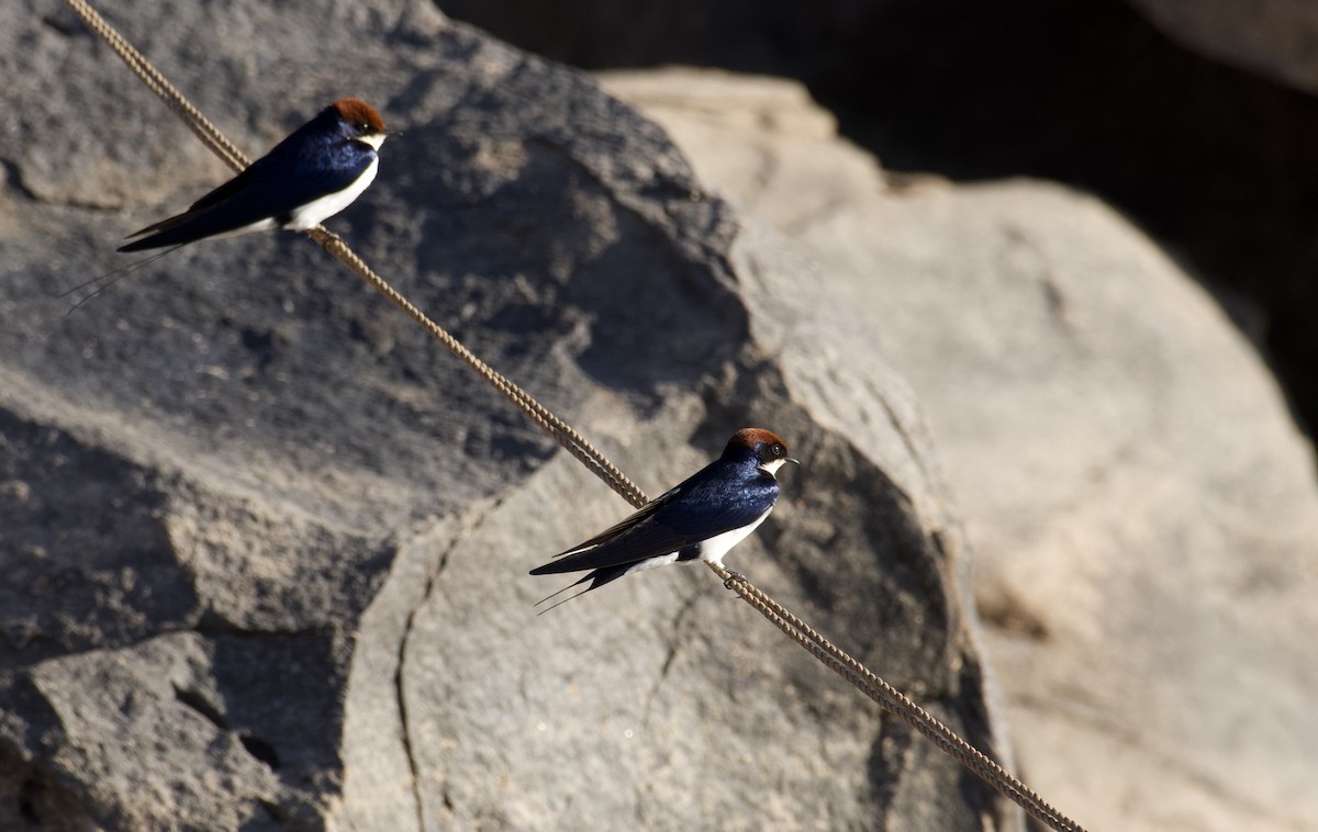 Wire-tailed Swallow - ML647060665