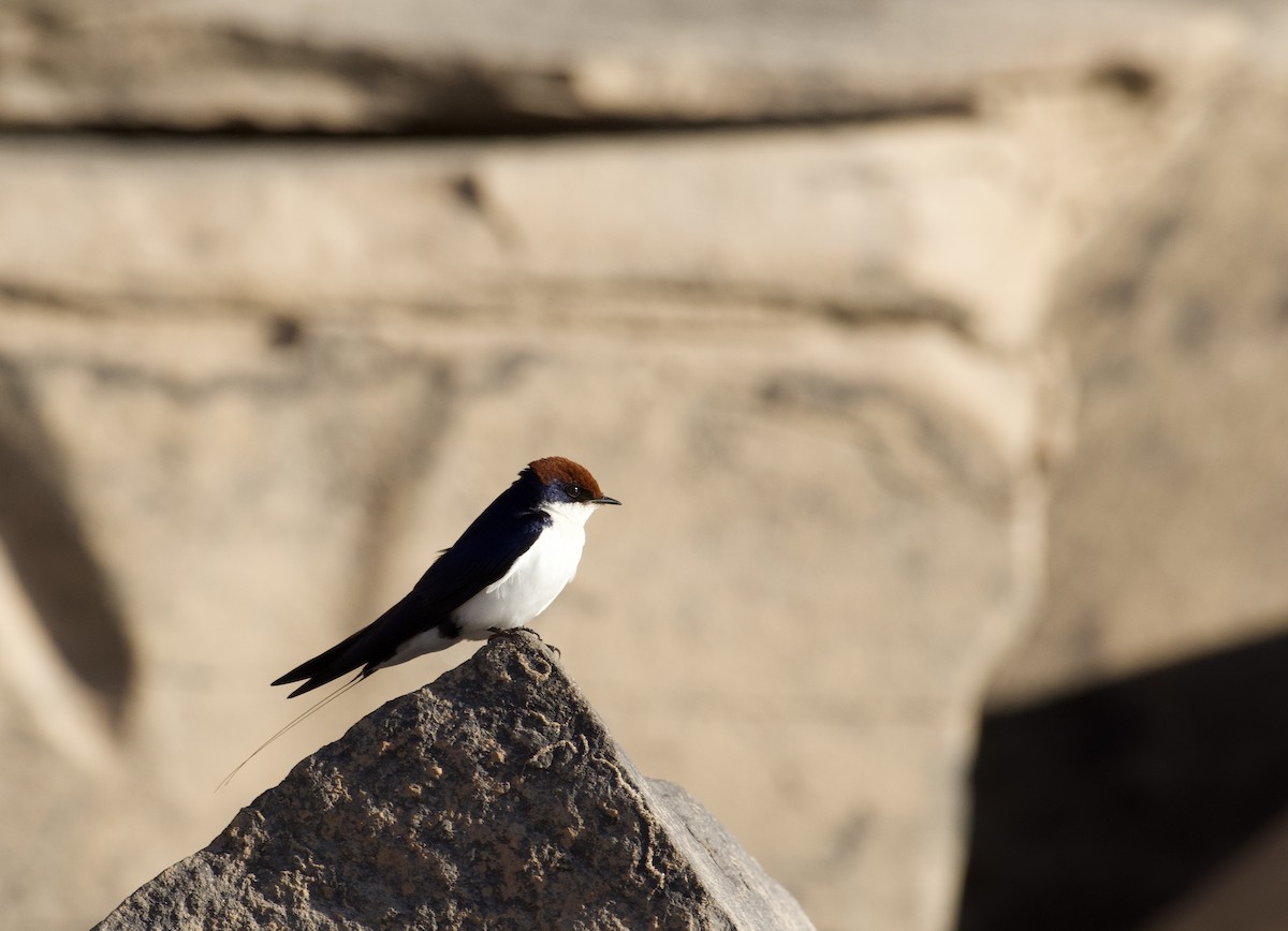 Wire-tailed Swallow - ML647060666