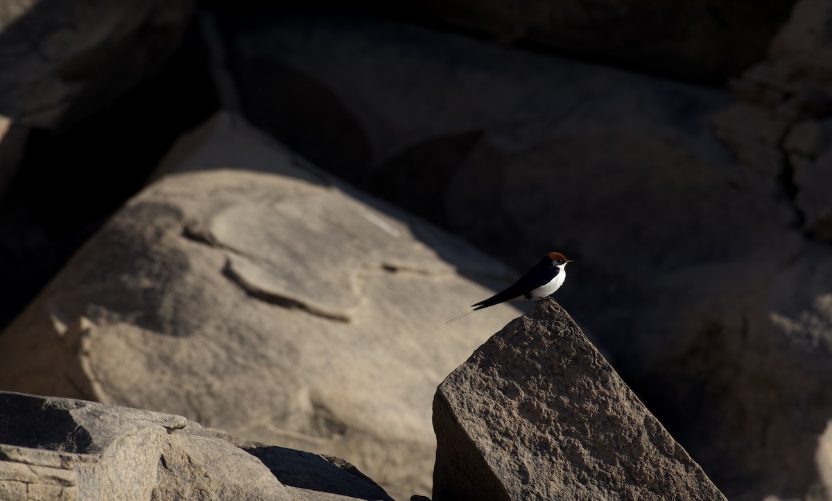 Wire-tailed Swallow - ML647060667