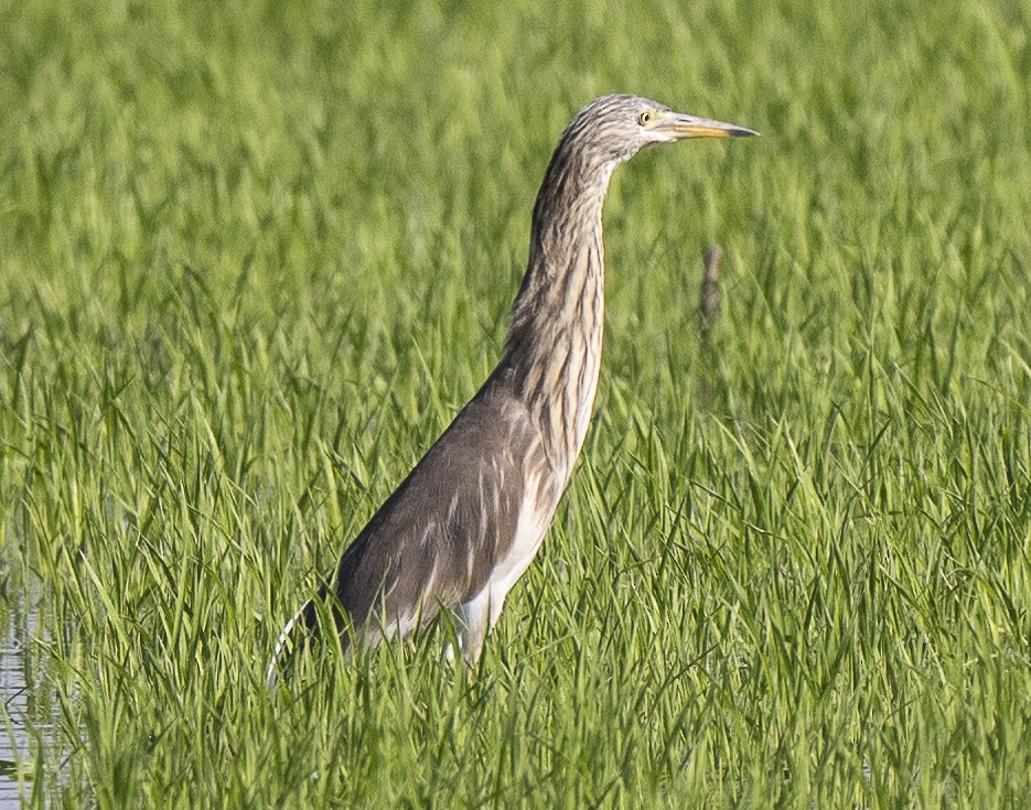 Javan Pond-Heron - ML647060682