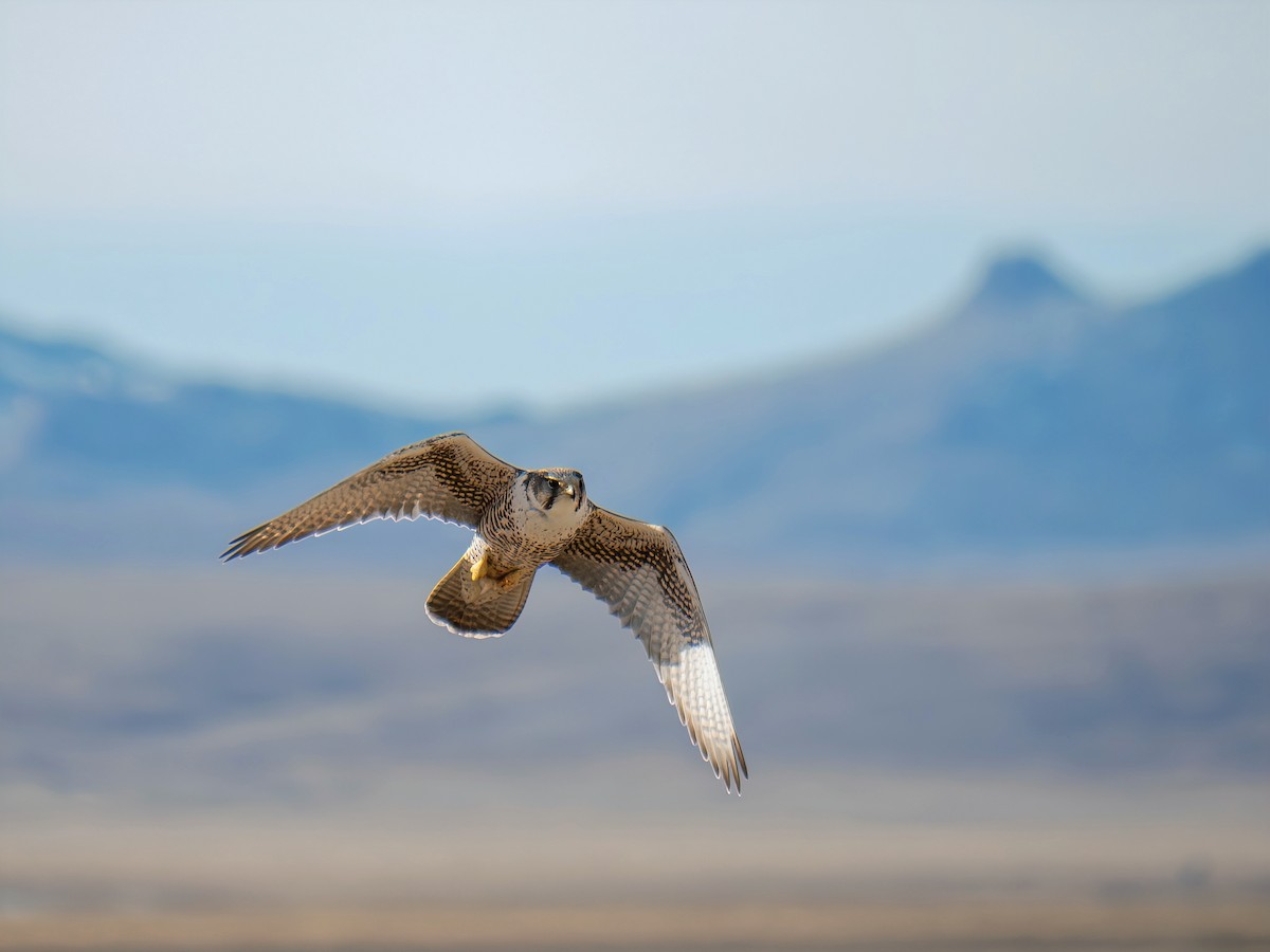 Saker Falcon - ML647060683