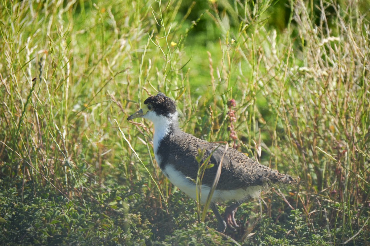 Hegabera maskaraduna - ML647060689