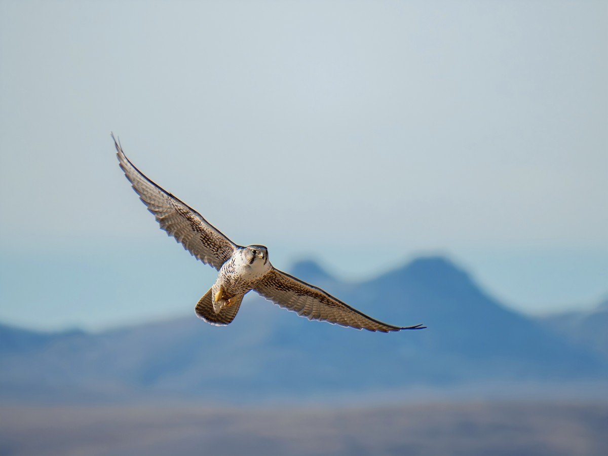 Saker Falcon - ML647060691