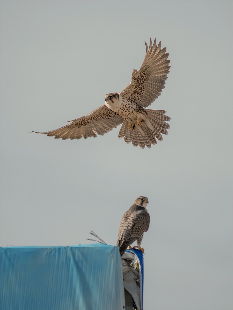 Saker Falcon - ML647060692