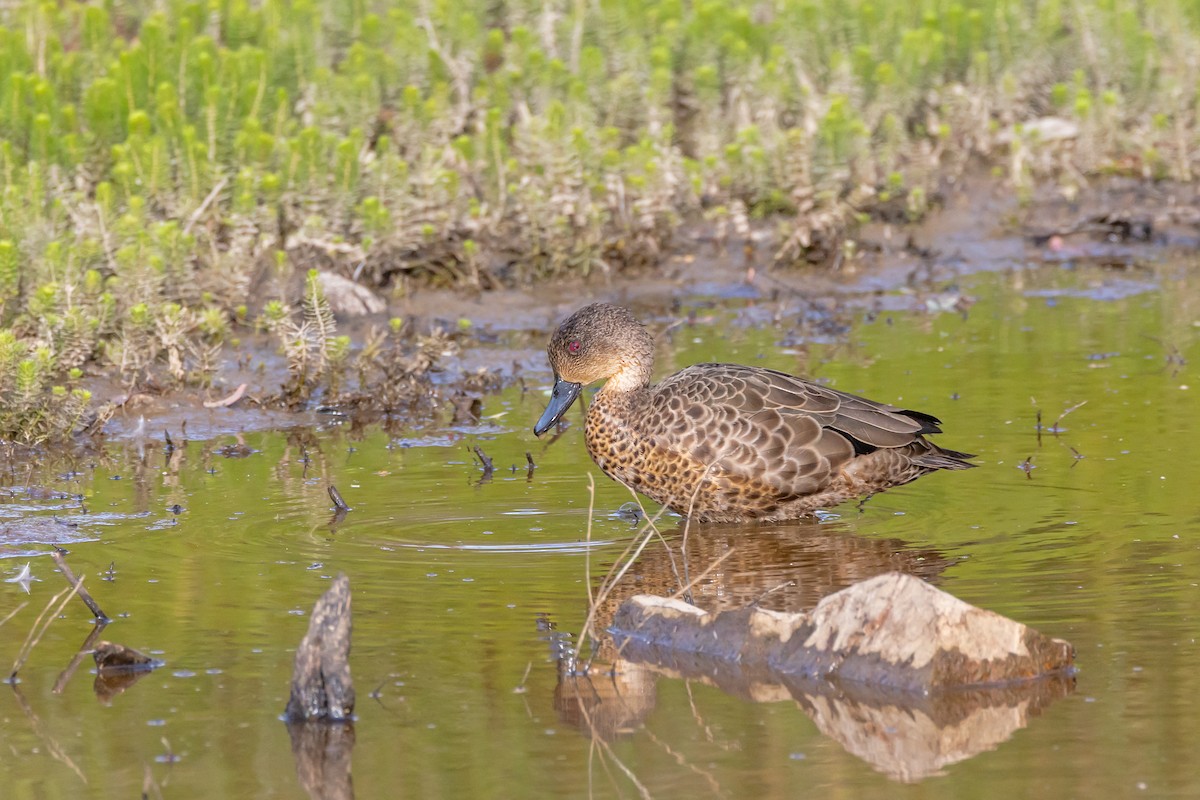 Gray Teal - ML647060703