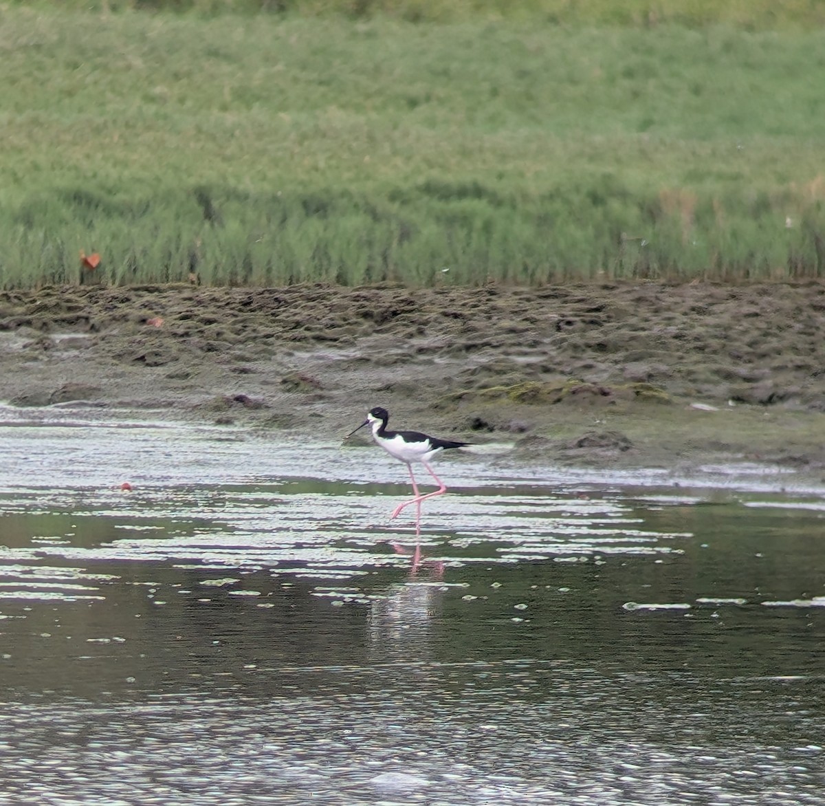 Black-necked Stilt (Hawaiian) - ML647060711
