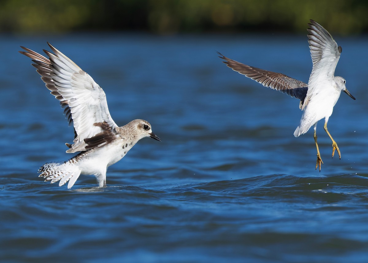 tundralo - ML647060726