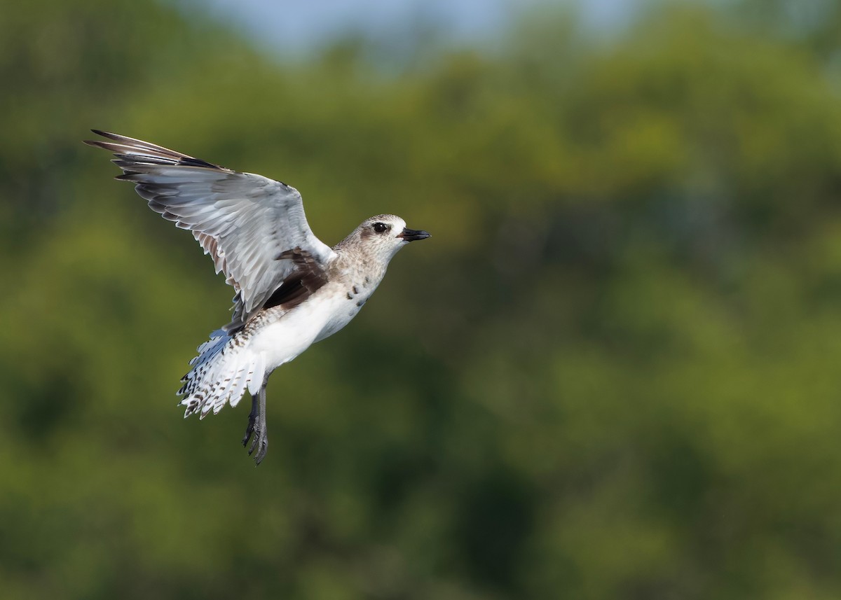 tundralo - ML647060728