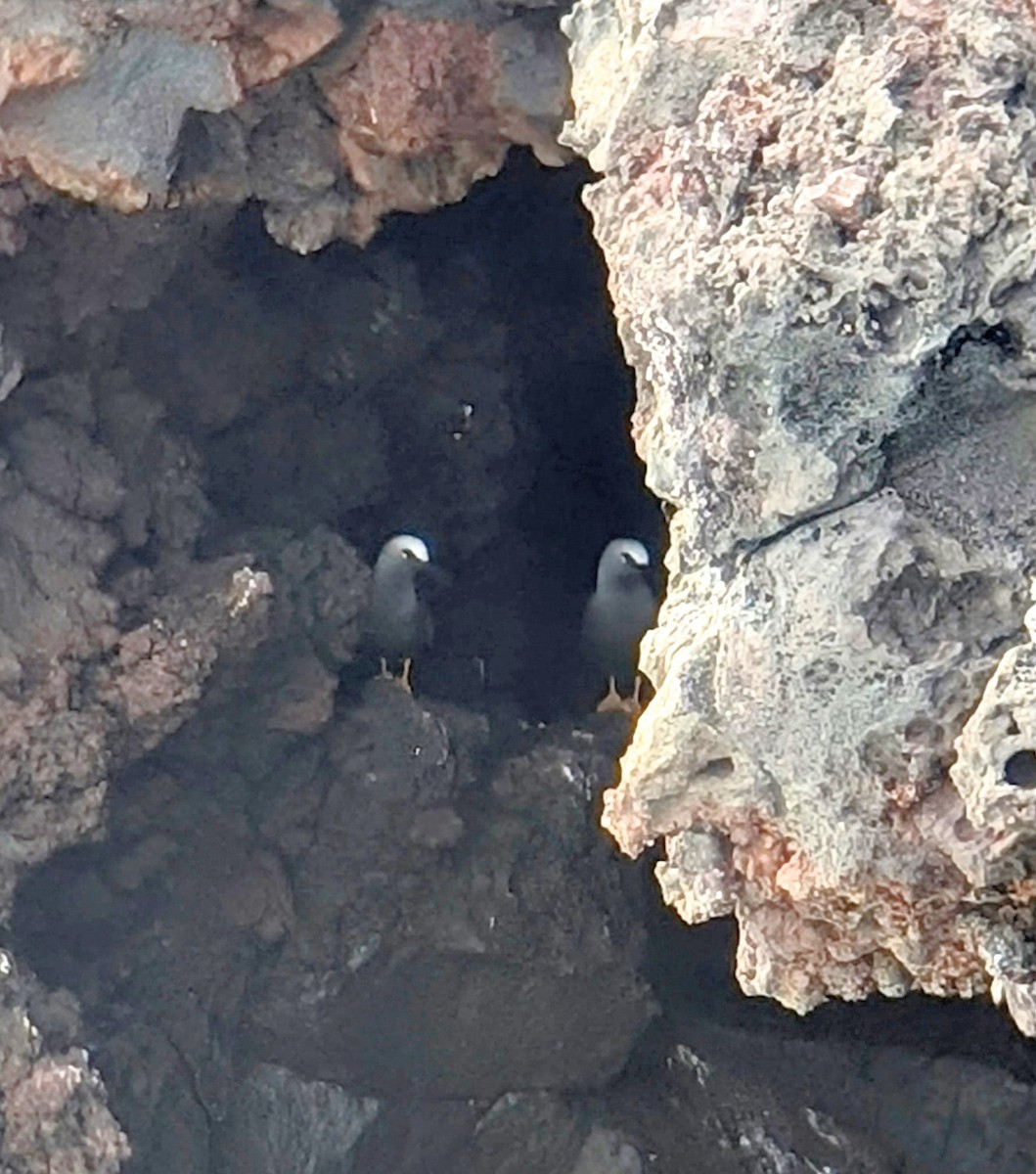 Black Noddy - ML647060729