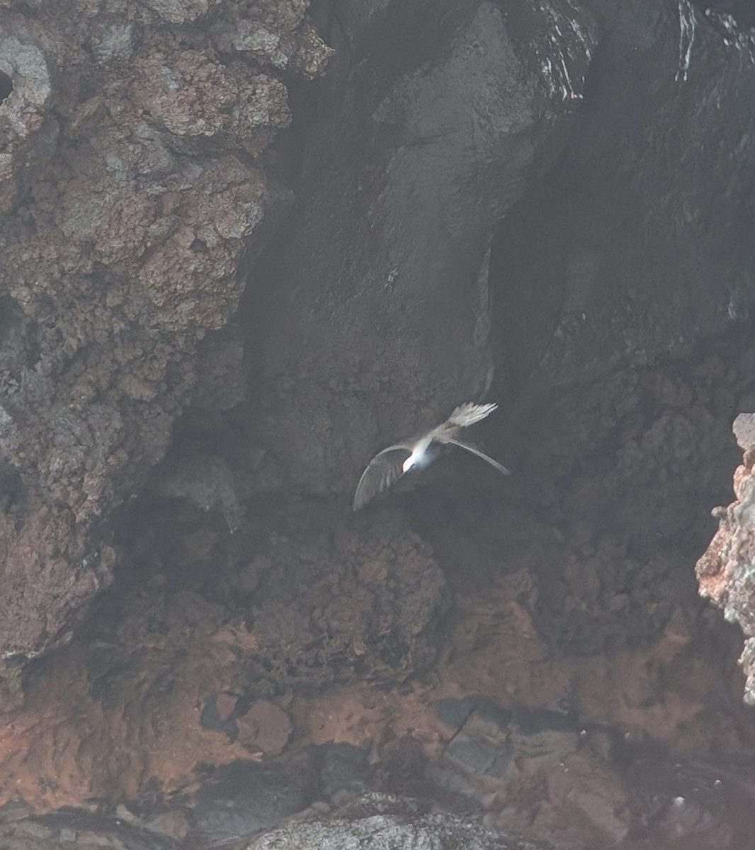 Black Noddy - ML647060730