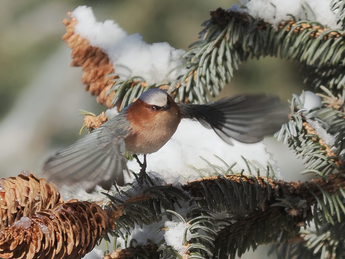 Crested Tit-Warbler - ML647060731