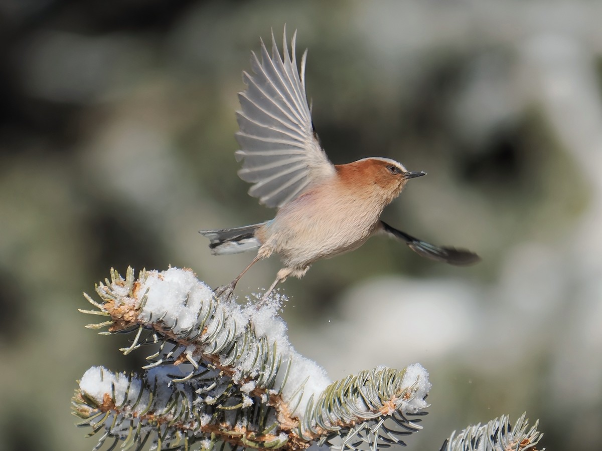 Crested Tit-Warbler - ML647060732
