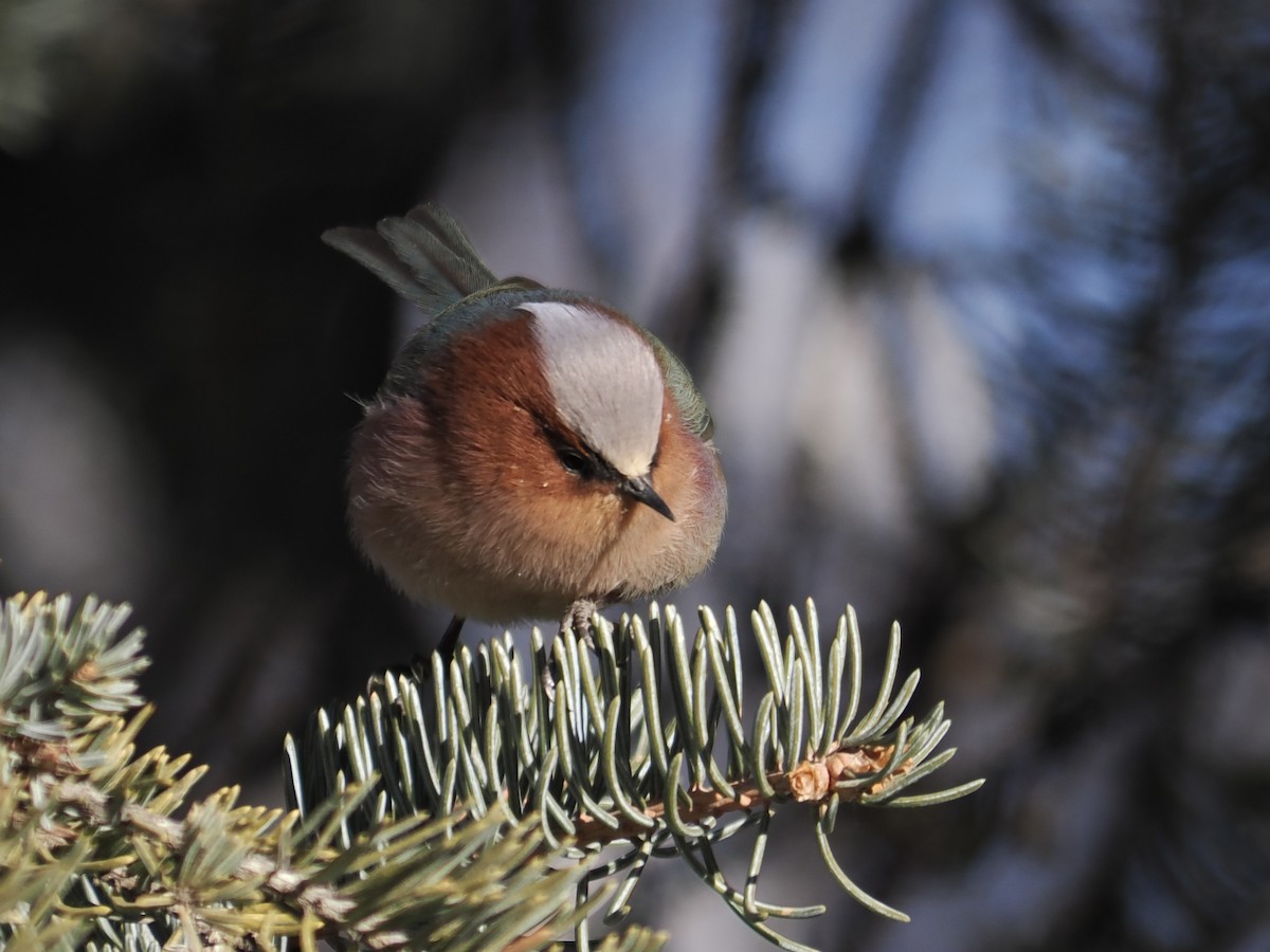 Crested Tit-Warbler - ML647060733