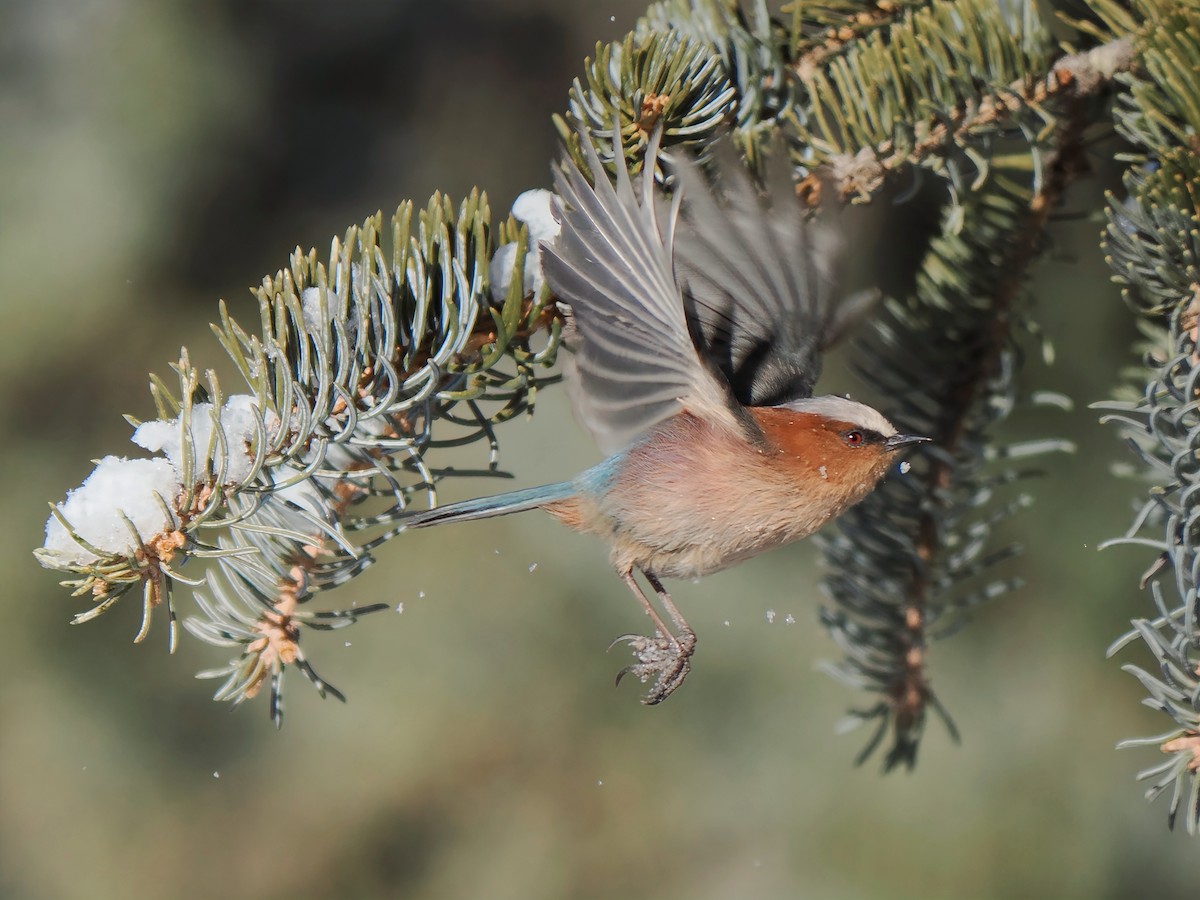 Crested Tit-Warbler - ML647060735