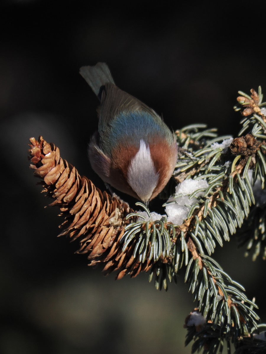 Crested Tit-Warbler - ML647060736