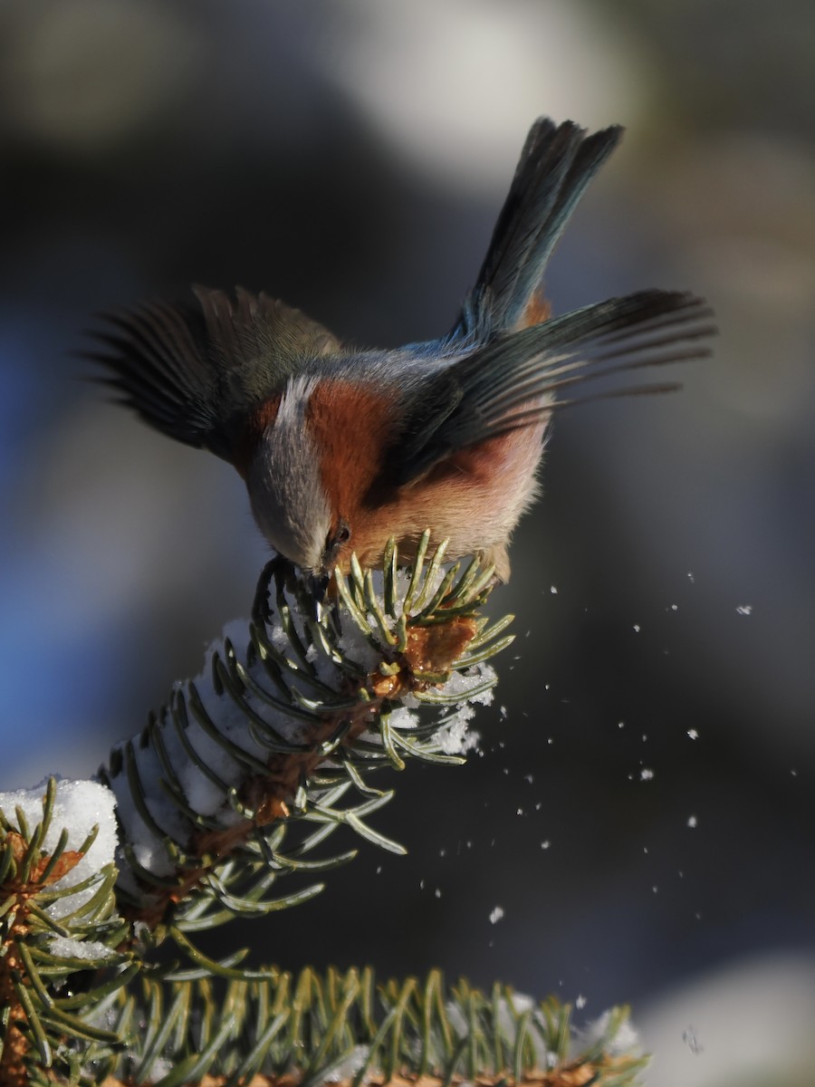 Crested Tit-Warbler - ML647060737