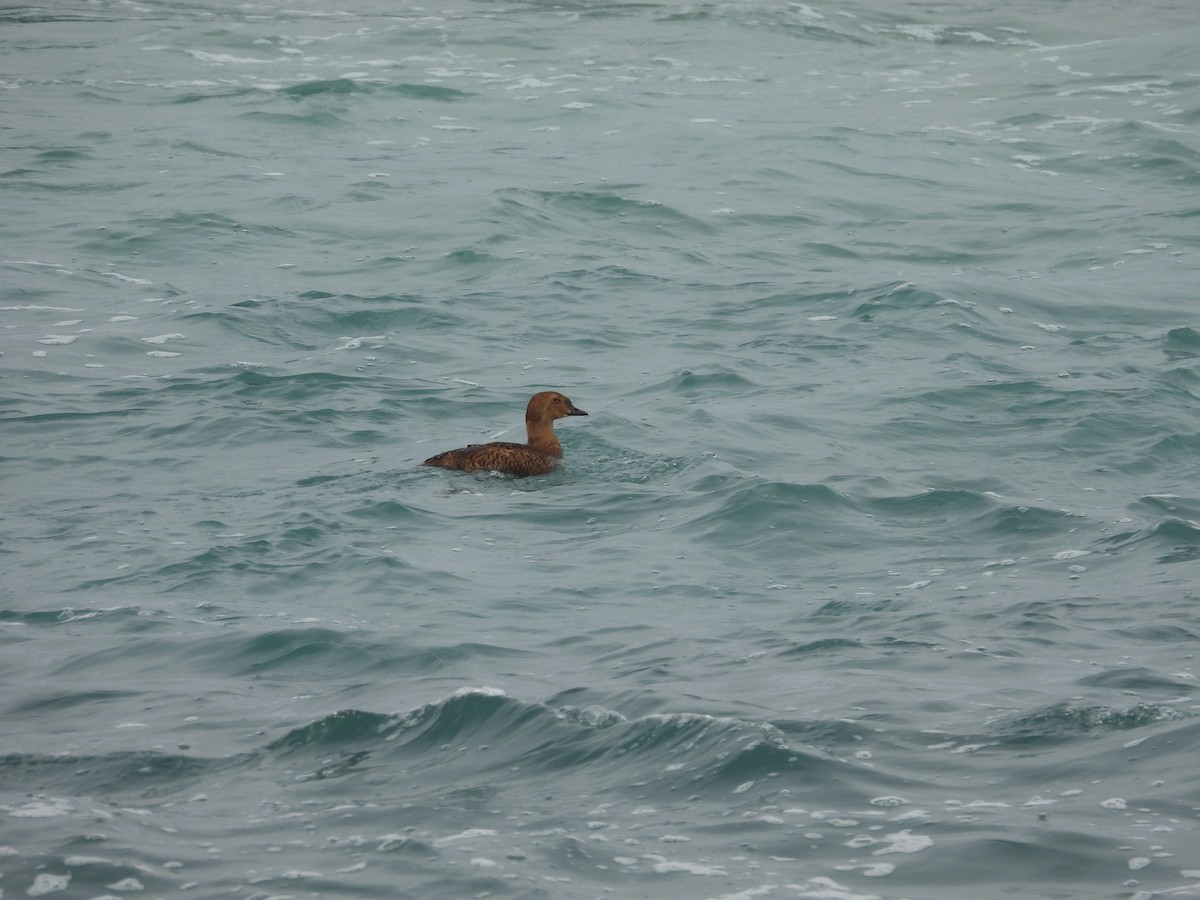 King Eider - ML647060738