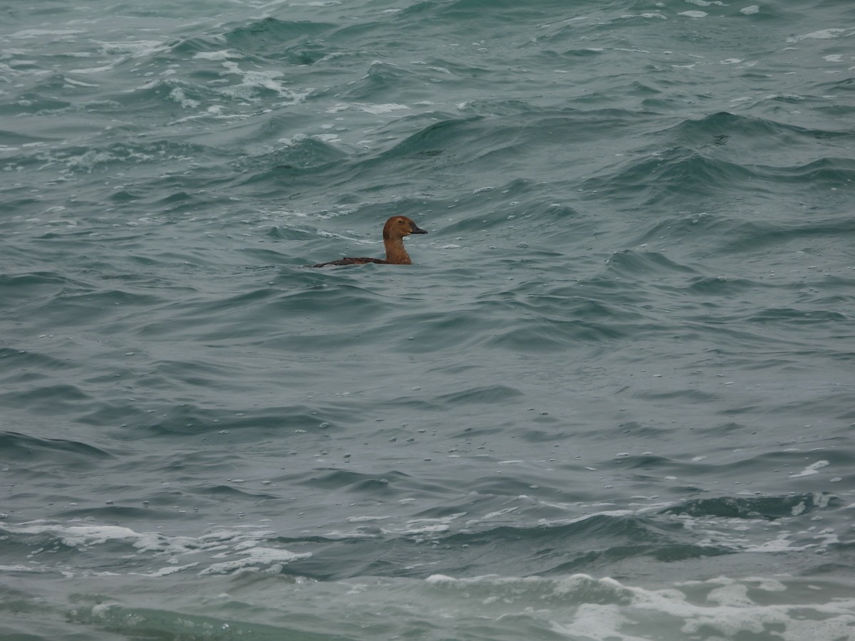 King Eider - ML647060739