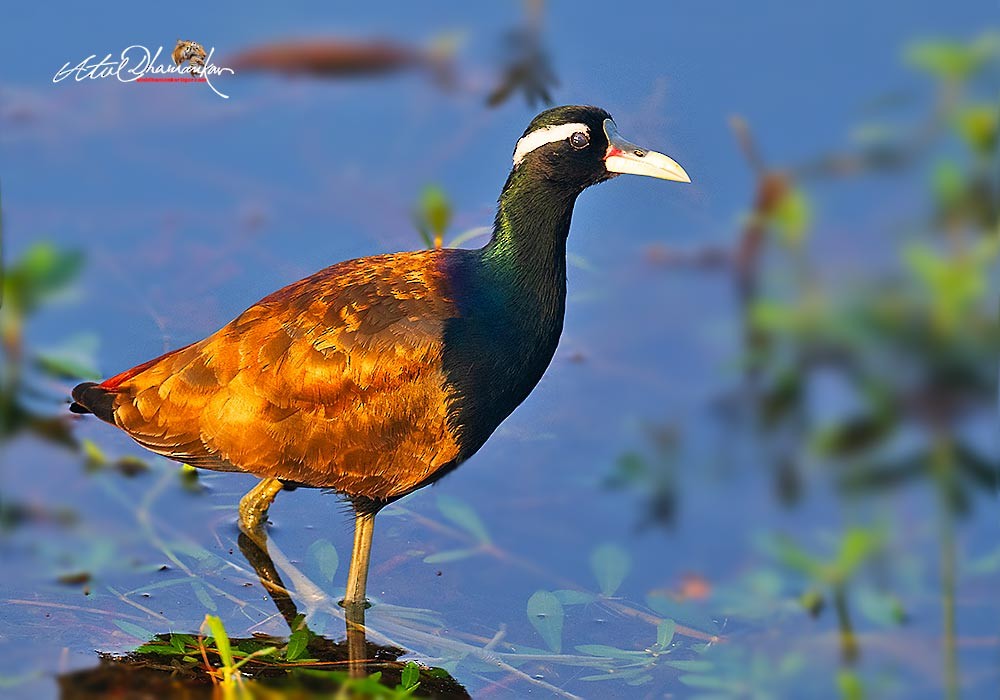 Bronze-winged Jacana - ML647060742