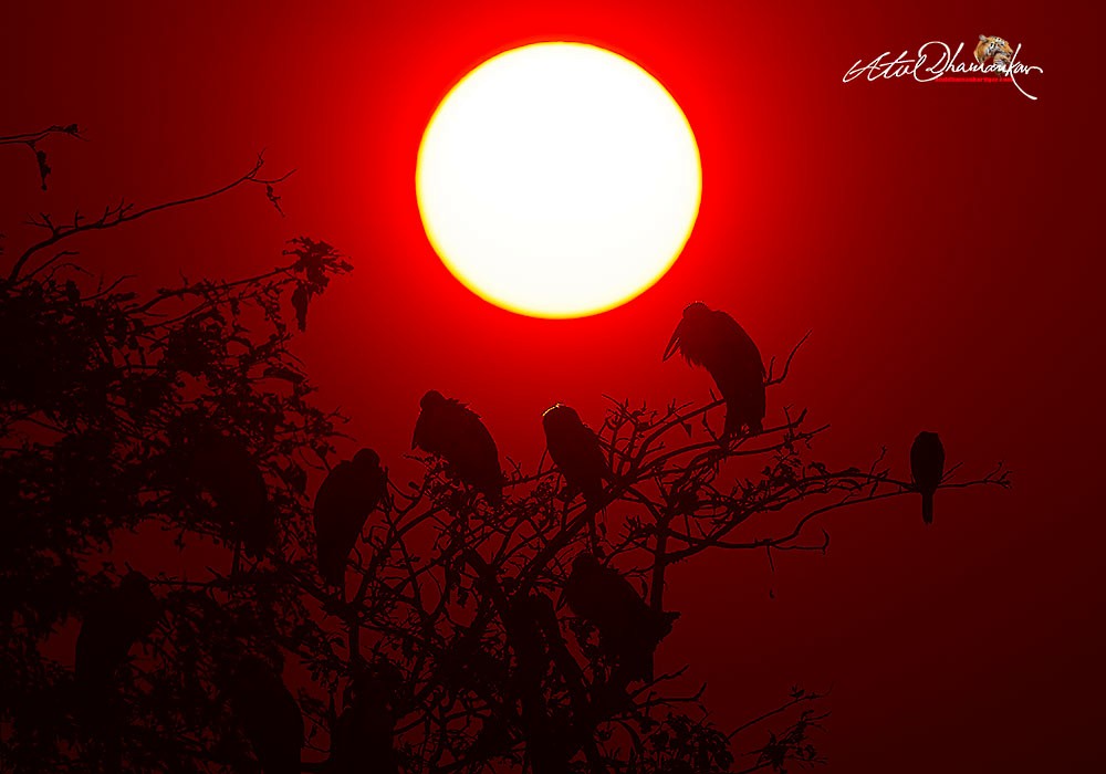 Asian Openbill - ML647060746