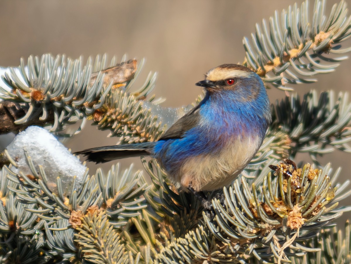 White-browed Tit-Warbler - ML647060769