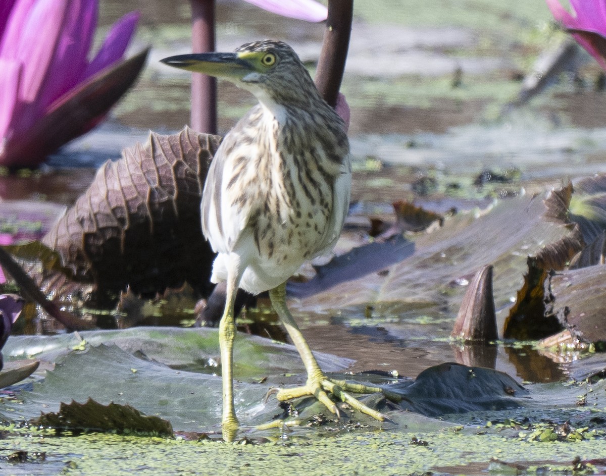 Purple Heron - ML647060771