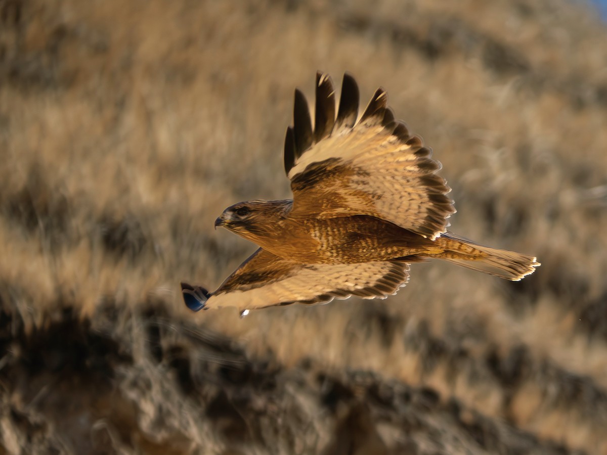 Himalayan Buzzard - ML647060774