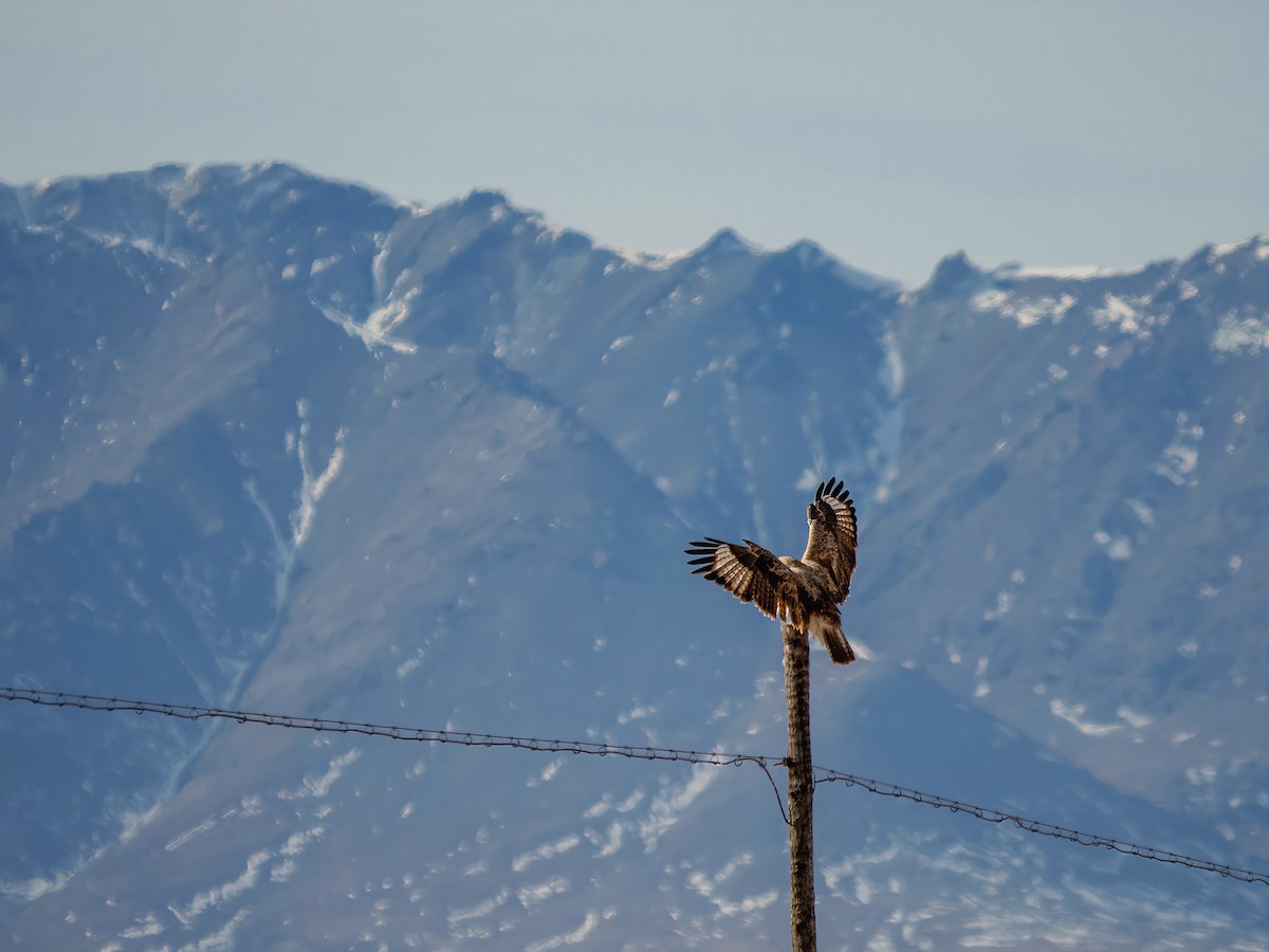 Himalayan Buzzard - ML647060775