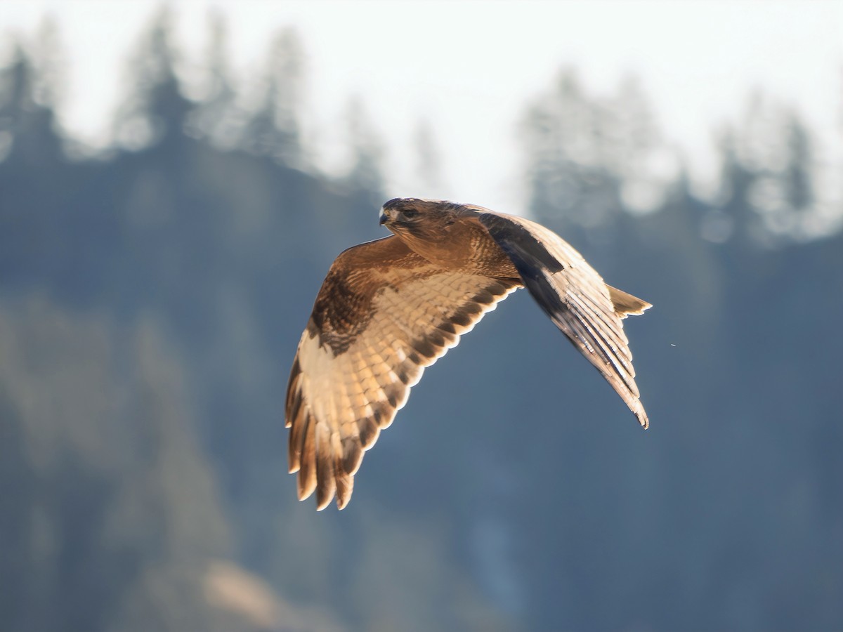 Himalayan Buzzard - ML647060776