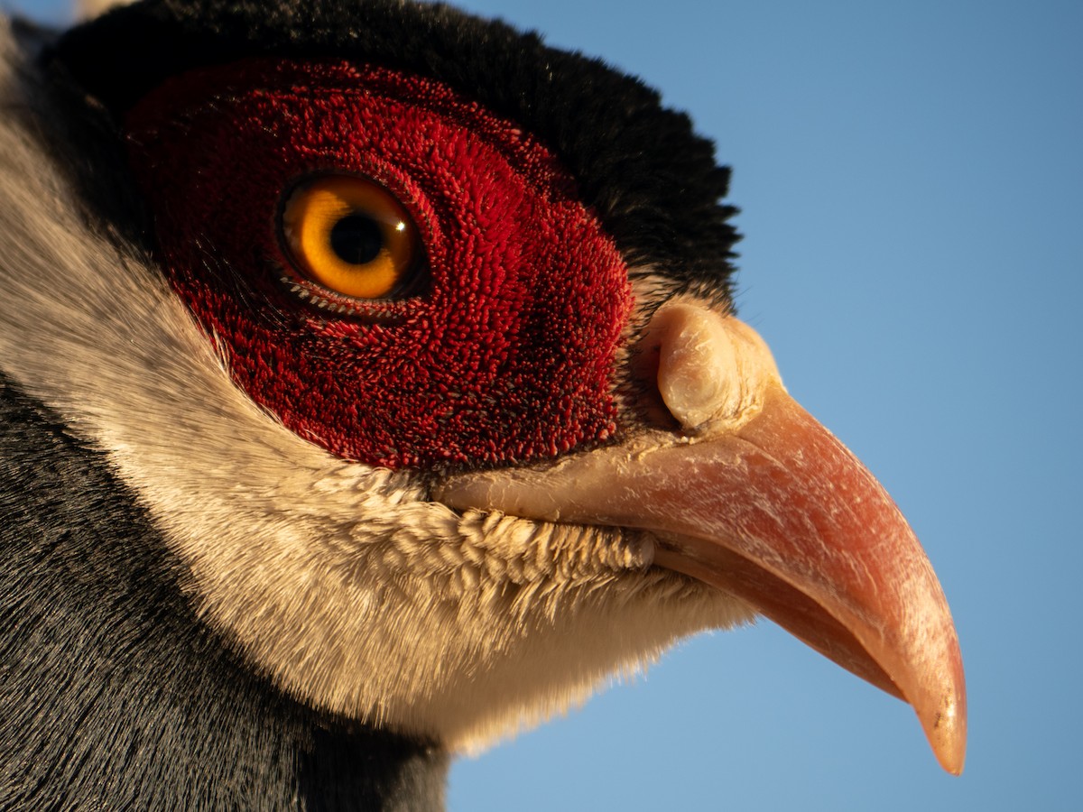 Blue Eared-Pheasant - ML647060779