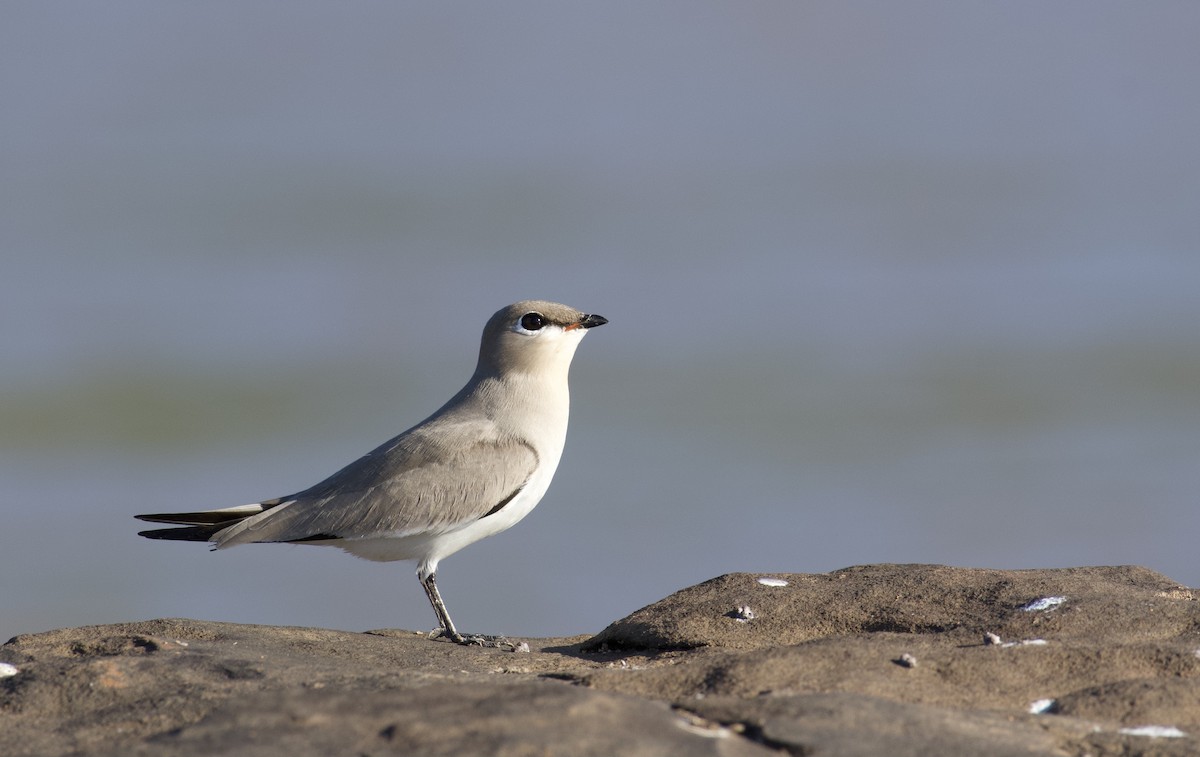 Small Pratincole - ML647060780
