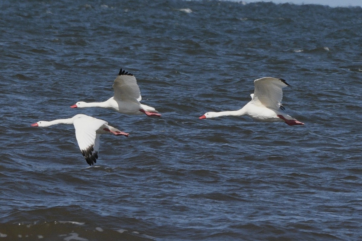 Coscoroba Swan - ML647060781