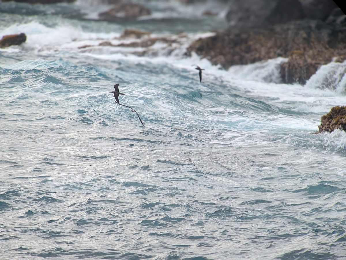 Black Noddy - ML647060782