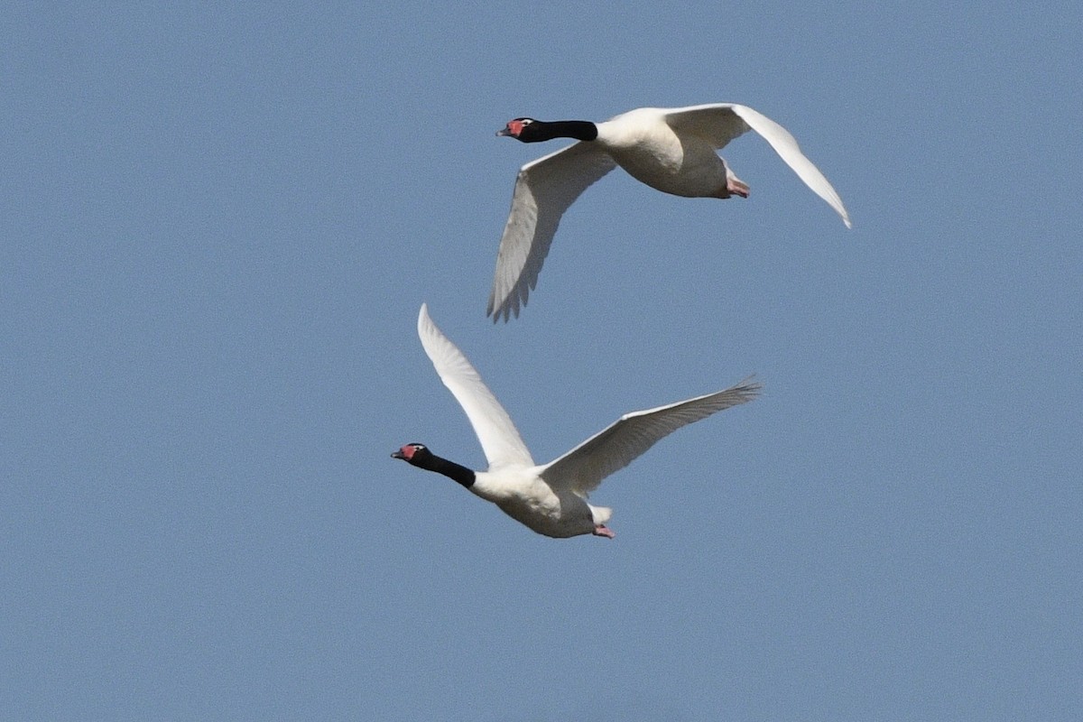 Cigno collonero - ML647060783