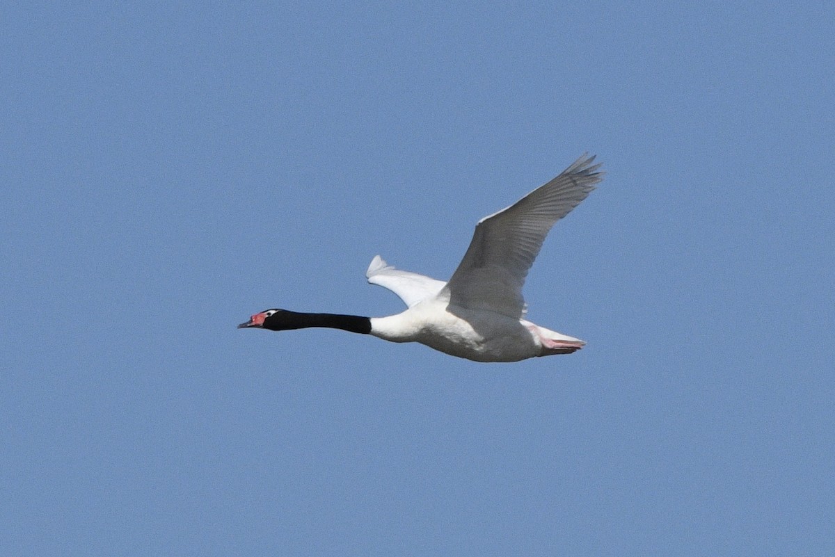 Cigno collonero - ML647060784