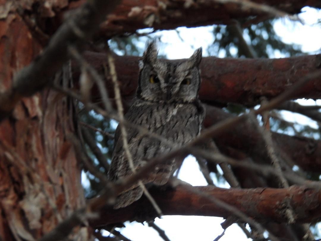 výreček západní - ML647060787