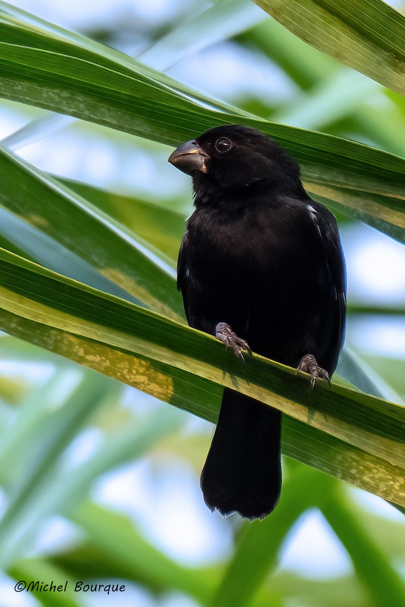 Чёрный просяночник - ML647060801