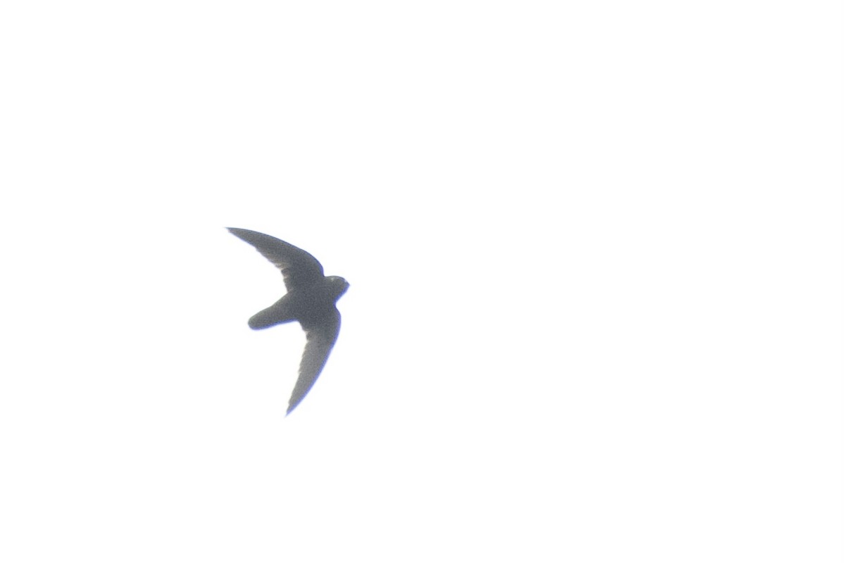 Spot-fronted Swift - ML647060808
