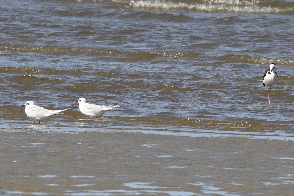 Snowy-crowned Tern - ML647060809