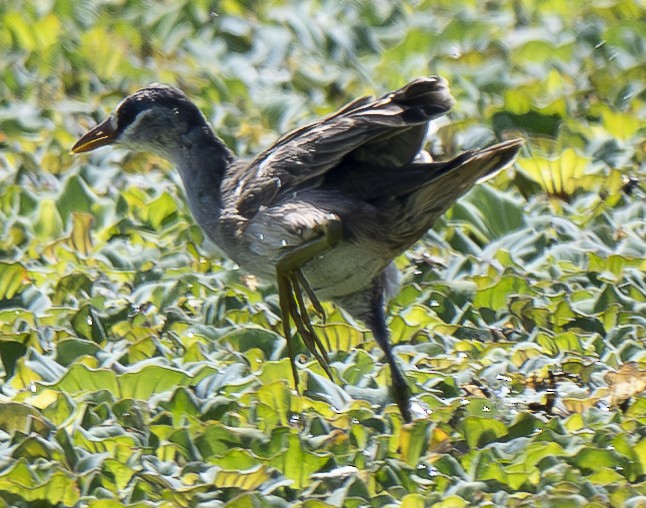 Râle cendré - ML647060816