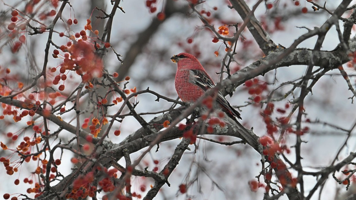 ギンザンマシコ - ML647060819