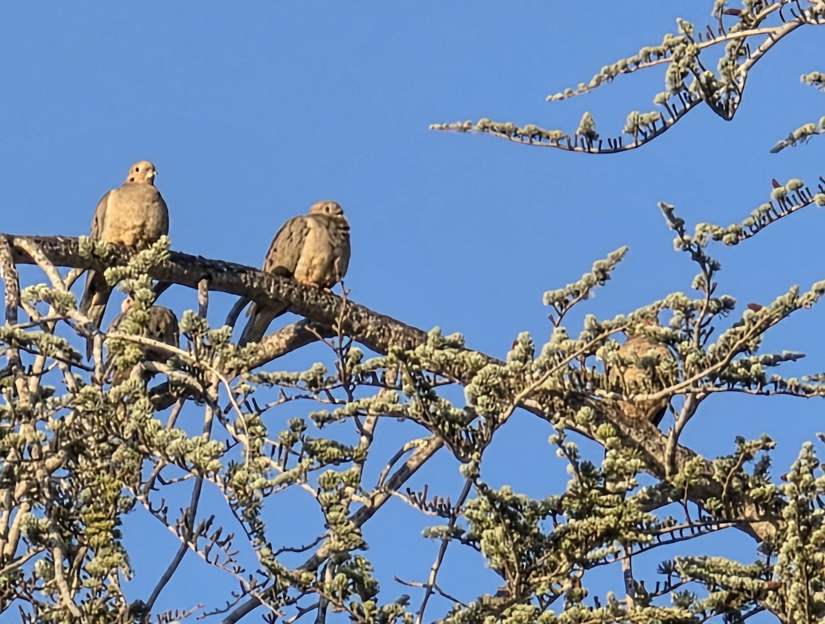 Mourning Dove - ML647060820