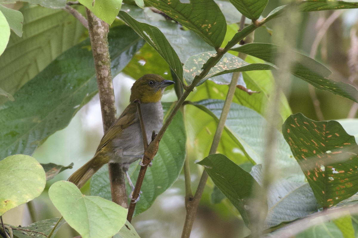 Yellow-throated Chlorospingus (Yellow-throated) - ML647060821