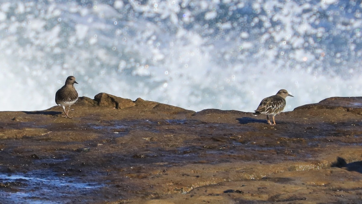 Black Turnstone - ML647060826